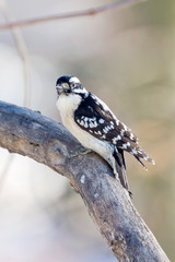 Downy woodpecker