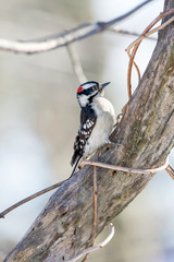 Downy woodpecker