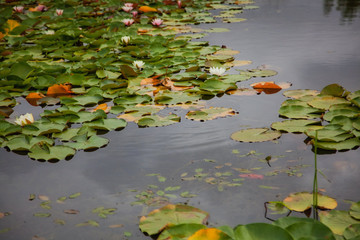 water lily in pond