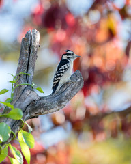 Downy woodpecker