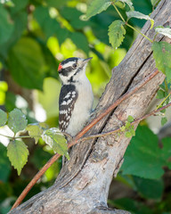 Downy woodpecker