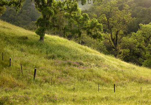 Lush field and wildflowers on Central California Hillside on dewy morning