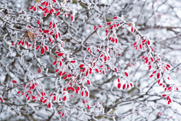 The first frost on a branch of barberries