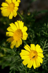 Kronenwucherblume (Glebionis coronaria)
