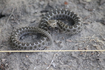 snake