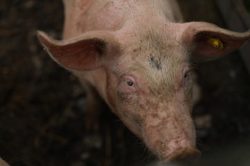 The eyes of one pink pig in in the pen