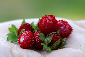 strawberries on a plate