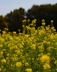 Fototapeta premium Rapsfeld mit Wald im Hintergrund 
