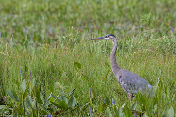 Great Blue Heron Stands in a Marsh