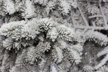 Christmas tree branches in the snow