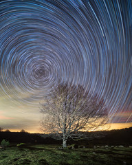 Circumpolar, star trails, over a beech in Entzia, Alava