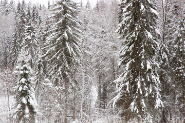 Winter landscape on a frosty day