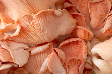 Fototapeta na wymiar Salmon mushrooms