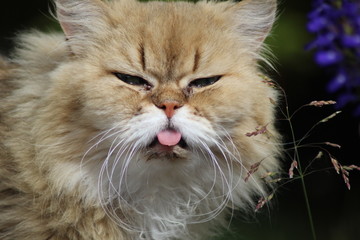 This cats tongue is always out