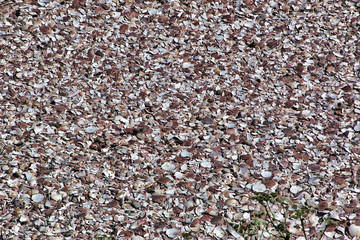 coquilles