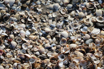 Holiday in Binz Rügen at Baltic Sea in Germany