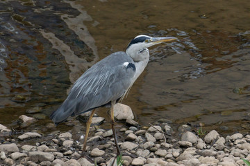 heron looking for fish