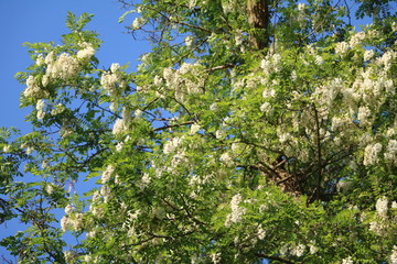 Branch with flowers of acacia in Binz Rügen, Germany