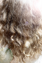 golden curls of female hair. close-up. there is toning