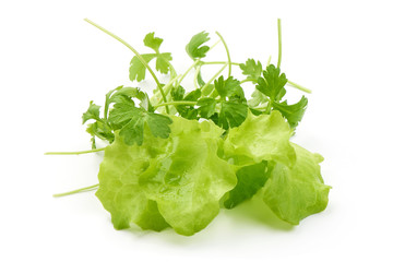 Parsley with Lettuce, isolated on white background. Summer greens. Close-up