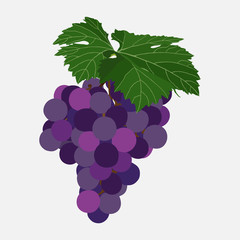 Bunch of grapes of violet color, ripe berries of grapes, sweets