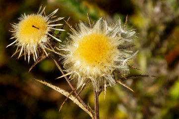 meadow, grass, seeds, nature