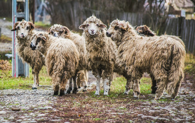 Group of domestic sheeps in a countryside of Romania