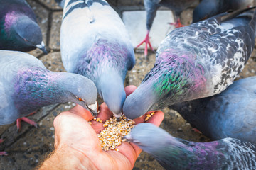Fototapeta premium Many birds eating seeds from the hands