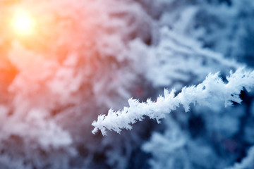 close-up snow covered tree branches. frost, blizzard, snowstorm. sunlight at sunset