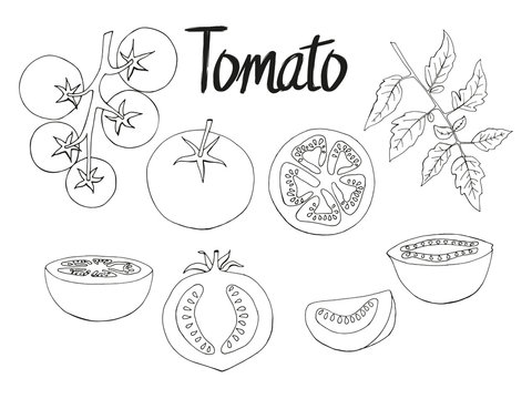 Set of hand-drawn tomatoes. monochrome. Isolated image. Vector illustration.
