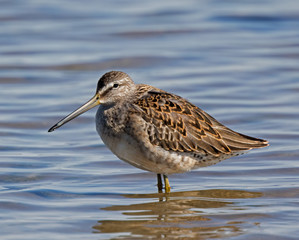 Long-billed Dowitcher - juvenile