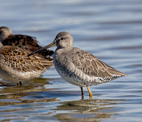 Long-billed Dowitcher - adult non-breeding