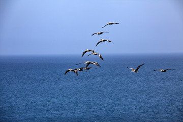 Fototapeta na wymiar pelicans in flight in the reserve of Paracas in Peru