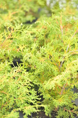 Chamaecyparis obtusa pygmea