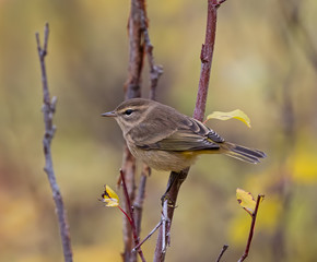 Palm Warbler in fall plumage