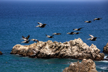 pelicans in flight in the reserve of Paracas in Peru