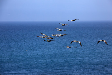Fototapeta na wymiar pelicans in flight in the reserve of Paracas in Peru
