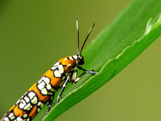 Orange, White and Black Insect Macro