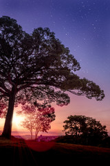 Fototapeta na wymiar 'Jequitibá' tree in Valinhos/SP/ Brazil against sunset sky