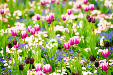 Beautiful colorful tulips in spring park