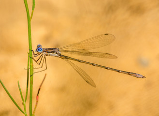 Spotted Spreadwing Damselfly