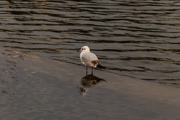 Möwe im Wasser