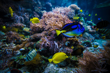 Fototapeta na wymiar tropical Fish on a coral reef