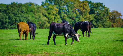 cows in a grassy field