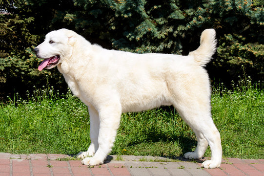Central Asian Shepherd Dog in profile.  The Central Asian Ovcharka stands in the park.