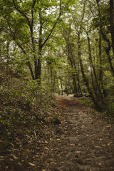 camino a través del bosque verde