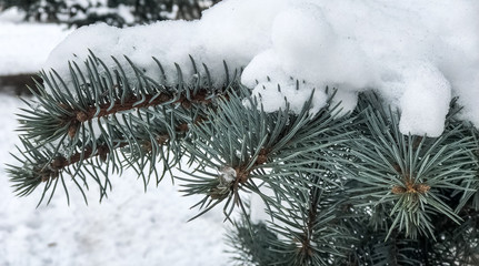 Winter and Christmas Background. Pine branch tree under snow. Fir-tree branches of conifer tree in snow for New Year close-up.