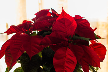poinsettia inside an house with christmas tree with balls and bokeh blurred leds