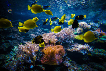 underwater coral reef landscape  with colorful fish