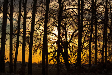 Naklejka premium sunset behind the Silhouettes of trees